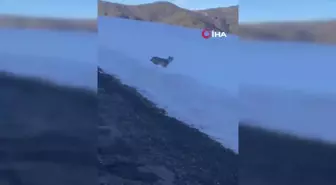 Ardahan'da karlı arazide yiyecek arayan vaşak görüntülendi