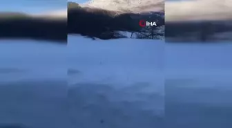 Ardahan'da karlı arazide yiyecek arayan vaşak görüntülendi