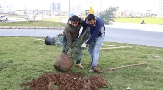 Diyarbakır Büyükşehir Belediyesi Piran Caddesi'ni Ağaçlandırdı