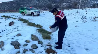 Aksaray'da Jandarma Ekipleri Sokak ve Yaban Hayvanlarını Besliyor