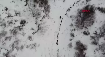 Ordu'da kış uykusuna yatamayan ayı dron ile görüntülendi