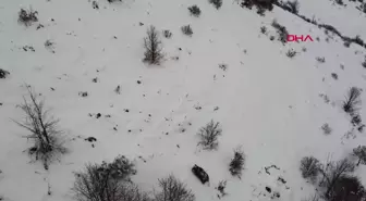 Ordu'da kış uykusuna yatamayan ayı dron ile görüntülendi