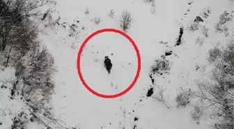 Ordu'da kış uykusuna yatamayan ayı dronla görüntülendi