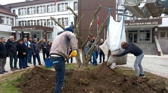 Osmancık'ta Zeytin Yetiştiriciliği Artıyor