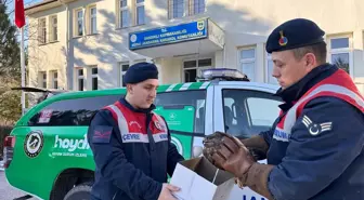 Afyonkarahisar'da Yaralı Kızıl Şahin Koruma Altına Alındı