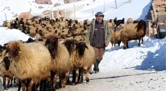 Geçerli Köyü, Türkiye'nin Önemli Gen Kaynaklarından Norduz Koyununun Neslini Kurtardı