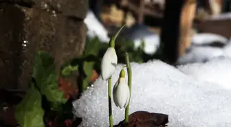 Küre Dağları'nda Kardelenlerin Erken Açması