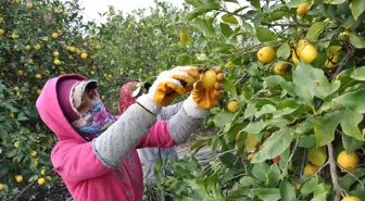 Mersin'den Aksaray'a 20 Ton Limon Gönderildi