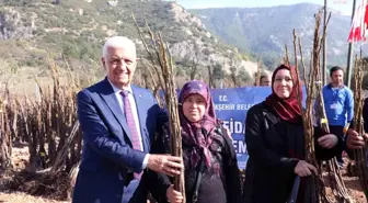 Muğla Büyükşehir Belediyesi Üreticilere Fidan Desteği Veriyor