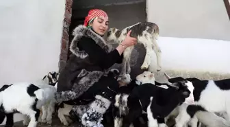 Rizeli Heidi: Keçi ve Köpekleriyle Okula Giden Genç Kız