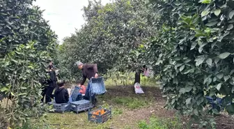 Gençler Narenciye Hasadı Yaparak Çiftçilere Destek Oldu