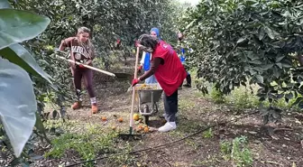 Gençlik ve Spor Bakanlığı öğrencileri Hatay'da narenciye hasadı yaptı
