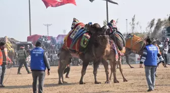 Aydın'da Geleneksel Deve Güreşi Festivali Düzenlendi