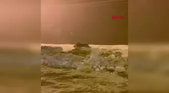 Kurt, yiyecek bulmak için köpeği parçaladı