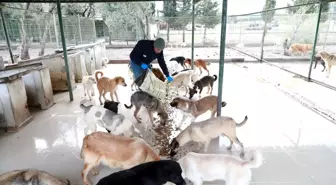 Burhaniye Belediyesi Can Dostlarına Sahip Çıkıyor