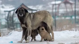 Doğu Anadolu'da Kar Yağışı ve Soğuk Hava Etkili Oldu