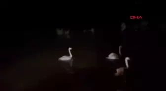 Edirne'de 6 kuğu ele geçirildi, 3 kişiye ceza kesildi