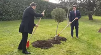 Vatikan Bahçeleri'ne Zeytin Ağacı Dikildi