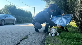 Bursa'da yaralanan sahipsiz köpek sağlığına kavuştu