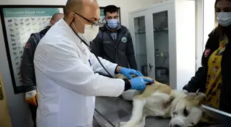 Bursa'da boynunu jiletli telin kesmesi sonucu yaralanan sahipsiz köpek sağlığına kavuşturuldu