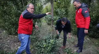 Muğla'da Defne Fidesi Dağıtılarak Gelir Elde Ediliyor