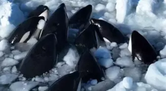 Japonya'nın kuzeyinde sürüklenen buzda sıkışan 12 katil balina kurtulmayı başardı