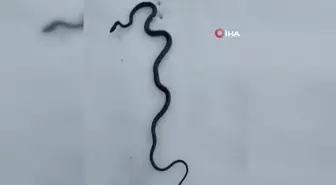 Tunceli'yi tedirgin eden görüntü: Kış uykusunda olması gereken yılanlar karların üzerinde belirdi