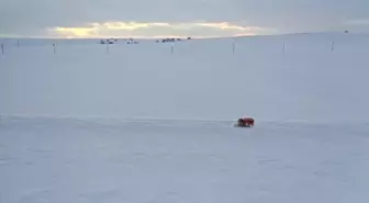 Kar ve tipi nedeniyle yolu kapanan mezrada hamile kadın hastaneye kaldırıldı