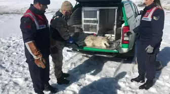 Erzurum'da yaralı kurt tedavi altına alındı