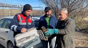 Kırıkkale'de Bitkin Halde Bulunan Sazlık Delicesi Kuşu Tedavi Altına Alındı