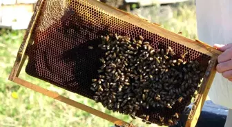 Ordu'da Kış Kurak Geçti, Arılar Uykuya Yatamadı