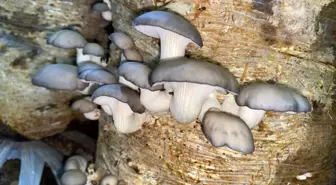 Sinop'ta yaşayan Veli Gör, ilkokulda istiridye mantarı üretimi yapıyor