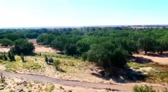 İç Moğolistan'da büyük ölçekli ağaçlandırma projesi