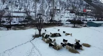 Beytüşşebap'ta hayvanlar kar üstünde yemleniyor