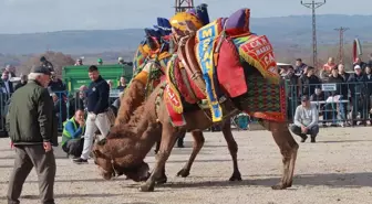 Biga'da 4. Folklorik Deve Güreşi Etkinliği Düzenlendi