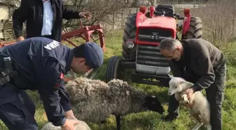 Düzce'de kaybolan 3 küçükbaş hayvan sahibine teslim edildi