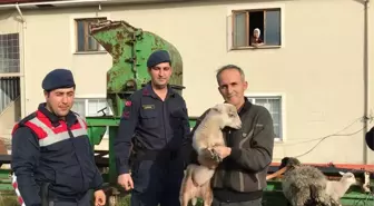 Düzce'de kaybolan 3 küçükbaş hayvan jandarma tarafından bulundu