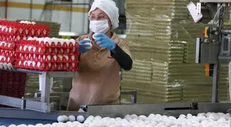 Kanatlı Ürünlerinde İhracat Hedefleri Artıyor