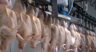 Türkiye'nin kanatlı ürünleri ihracatı 1 milyar doları aştı