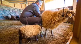 İzmir'deki Kaçeli Koyunları İlk Kez Yavruladı