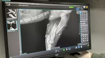 Adıyaman'da ölen köpeğin adıyla rehabilitasyon merkezi