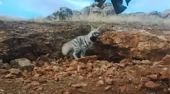 Bakan Yumaklı, çizgili sırtlanın görüntülerini paylaştı