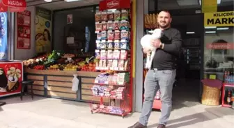 Samsun'da Market Sahibi Kuzusunu Bebek Beziyle Bezliyor