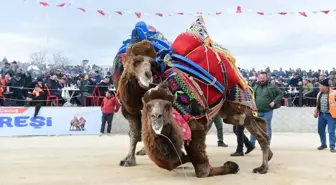 Ezine'de Deve Güreşi Festivali Renkli Görüntülere Sahne Oldu