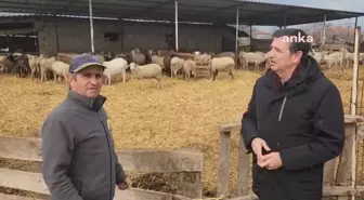 Küçükbaş Hayvan Üreticileri Desteklenmiyor