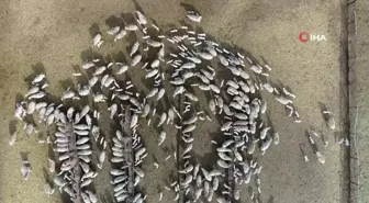 Kuzu doğumlarında üçüzler arttı, kış güneşi süt kuzularına yaradı