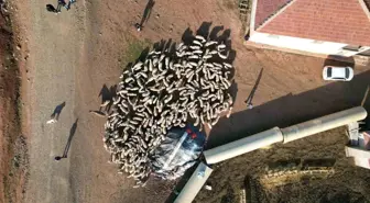 Başkent'te koyunların meraya otlamaya gitmeden önce süt kuzuları ile buluşma anı dron ile görüntülendi