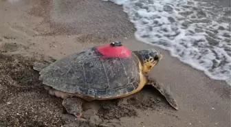 İztuzu Plajı'ndaki Deniz Kaplumbağalarının Sinyali Kesildi