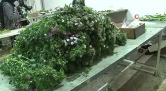 Antalya'dan Sevgililer Günü için dünyaya Türkiye nüfusu kadar çiçek