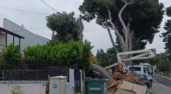 Çeşme'de Kuvvetli Rüzgarın Etkisiyle Ağaç Devrildi